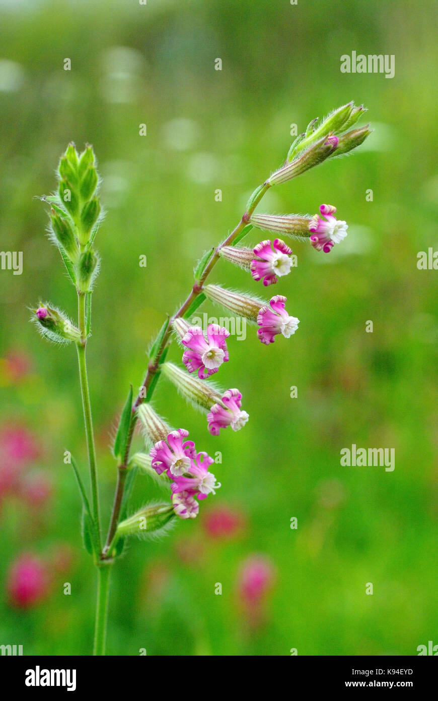 the wildflower Silene bellidifolia, the Daisy-leaved catchfly or Dense-flowered Catchfly, from the family Caryophyllaceae Stock Photo