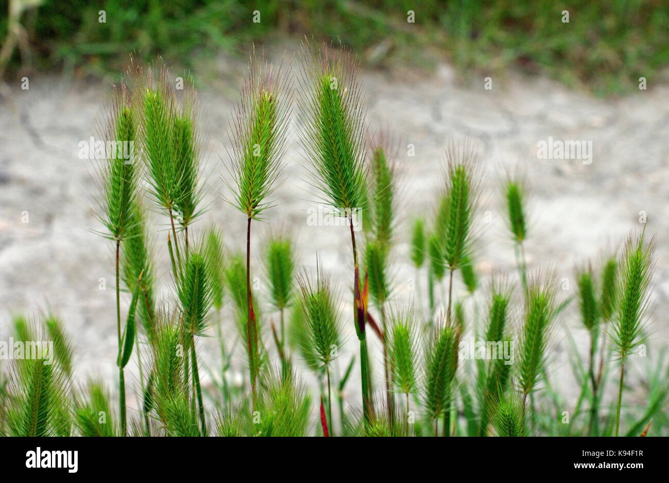 the wild grass Hordeum marinum, the Sea barley or Seaside barley, from the family Poaceae Stock Photo