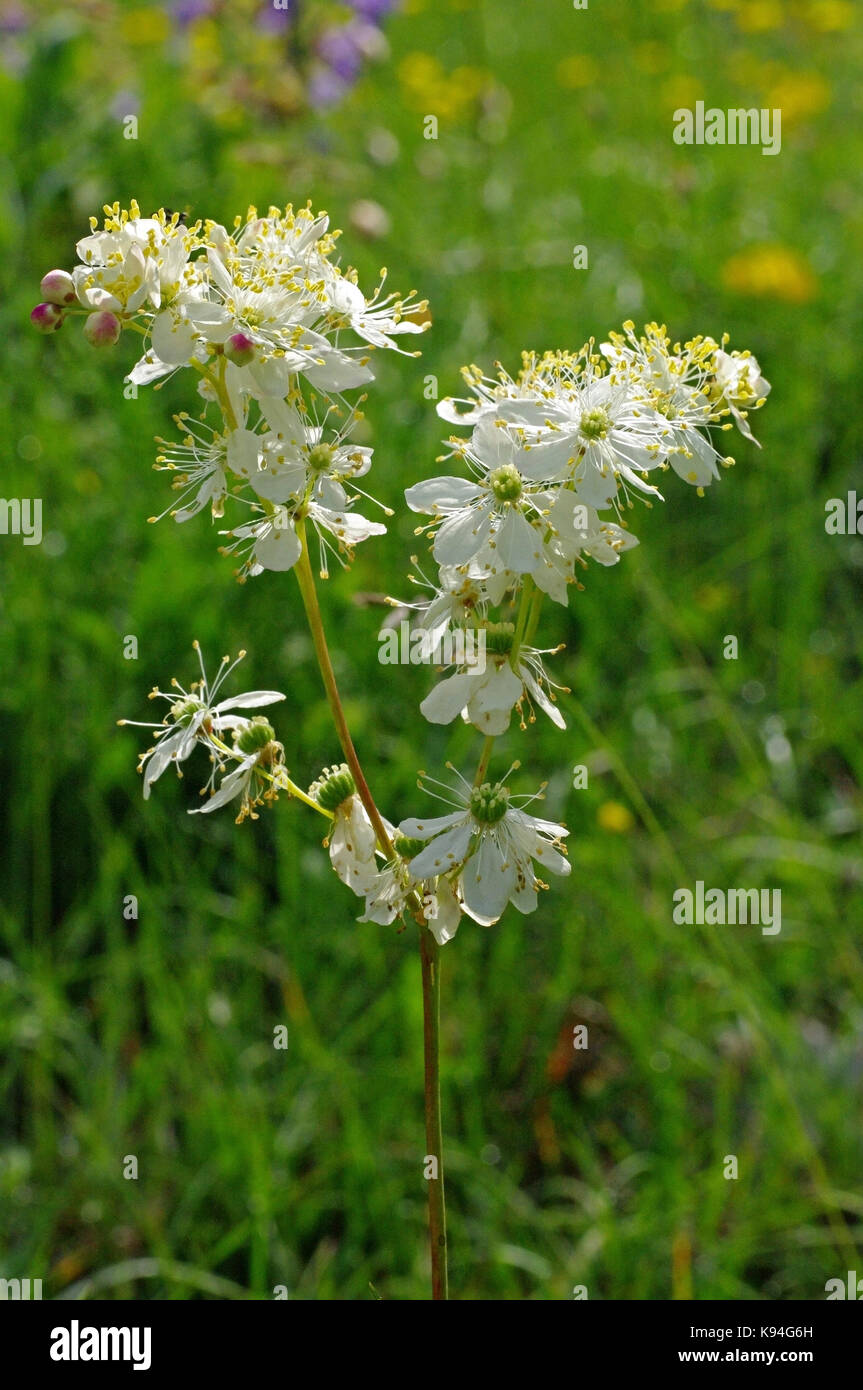 the wildflower Filipendula vulgaris, the Dropwort or Fern-leaf Dropwort, family Rosaceae Stock Photo