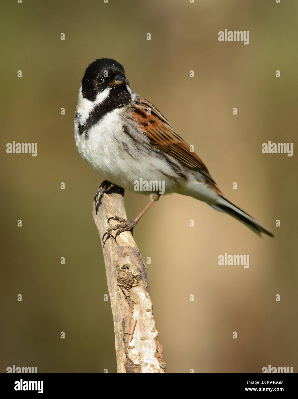 Male Common reed bunting (Emberiza schoeniclus) is a passerine bird in the bunting family Emberizidae, imaged in my garden in morning sunlight Stock Photo