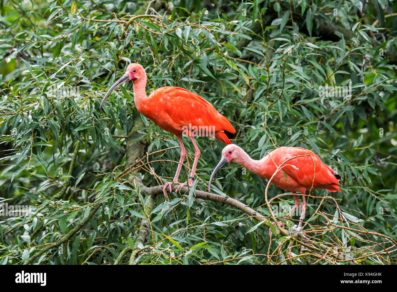 Two scarlet ibises (Eudocimus ruber) perched in tree, native to tropical South America and islands of the Caribbean Stock Photo