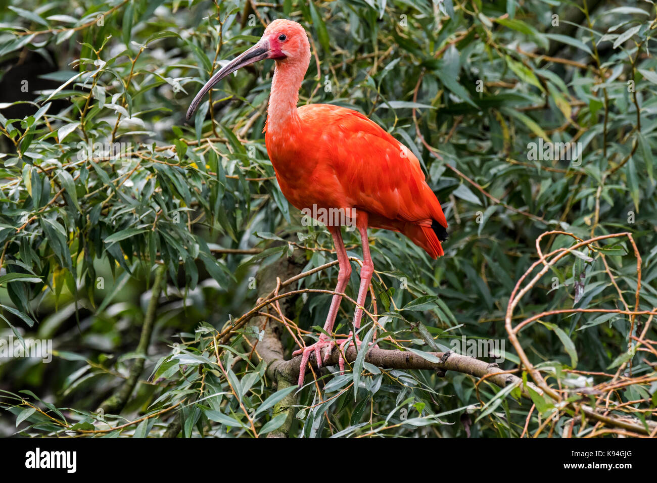 Scarlet ibis (Eudocimus ruber) perched in tree, native to tropical South America and islands of the Caribbean Stock Photo