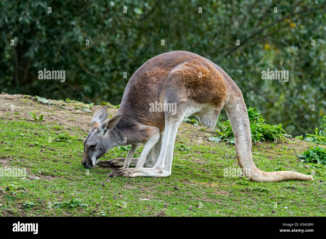 Red kangaroo (Macropus rufus) female eating grass, native to Australia Stock Photo