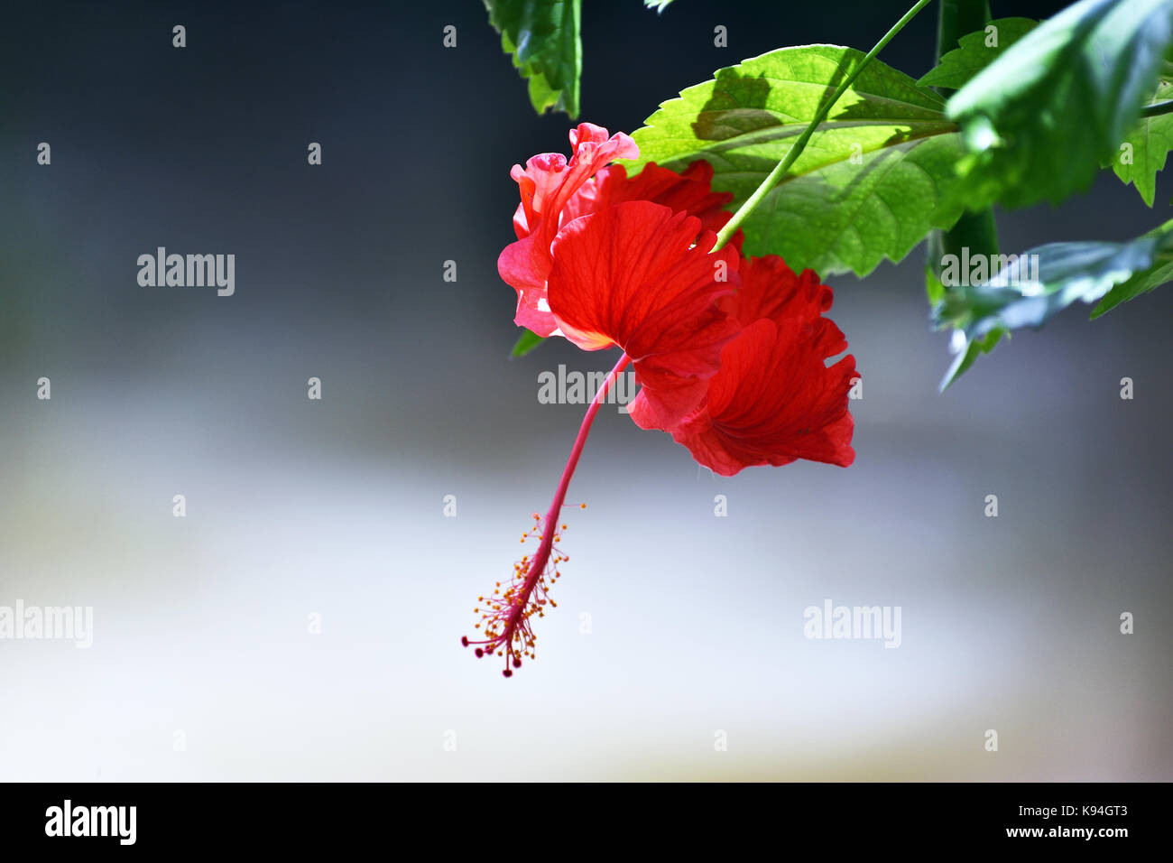 Beautiful Jaba Flower (Rose Mallow) Stock Photo