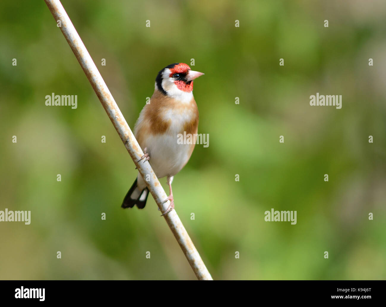 European goldfinch common garden bird pictured in a natural dappled sunlight light in England UK Stock Photo