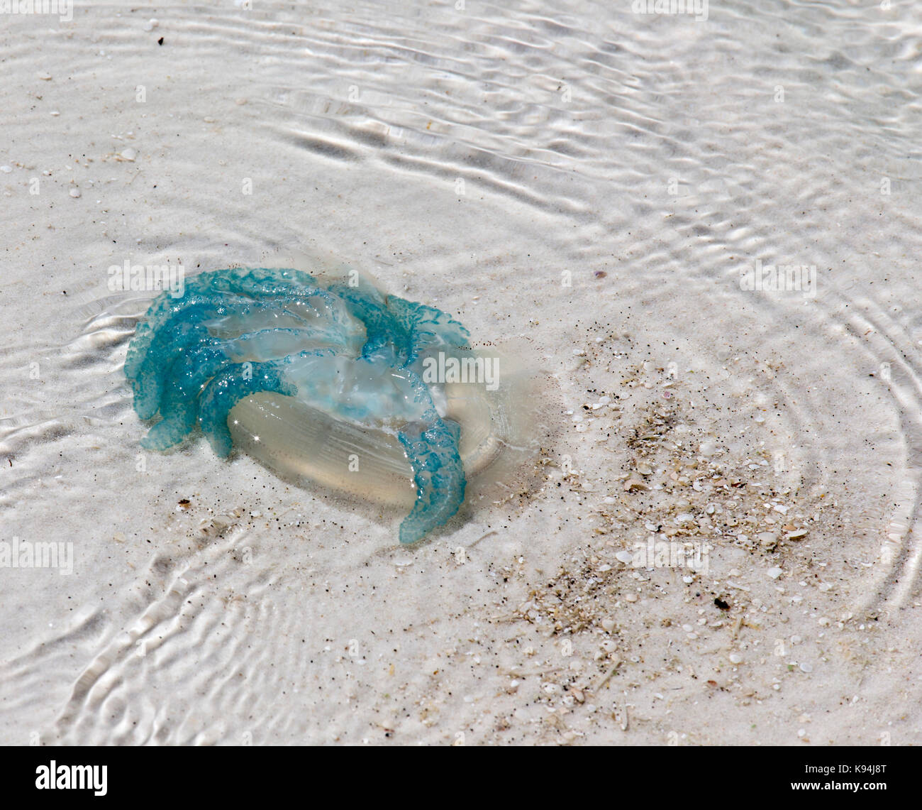 Jellyfish in the sand in South East Asia Stock Photo