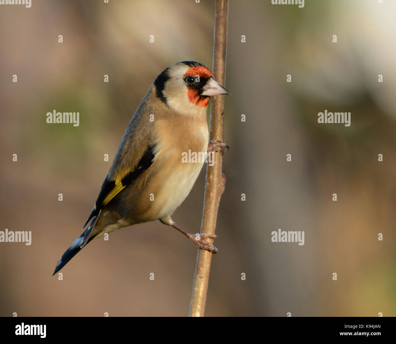 European goldfinch common garden bird pictured in a natural dappled sunlight light in England UK Stock Photo