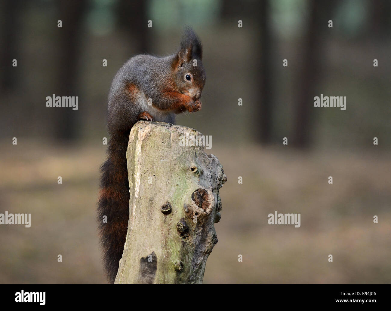 Eurasian red squirrel in their natural environment of a pine tree wood forest Stock Photo