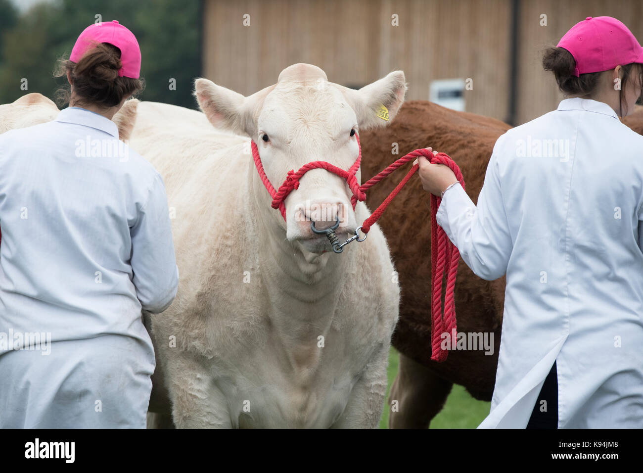Farmers showing Charolais bulls at The Royal County of Berkshire show. Newbury, Berkshire. UK Stock Photo