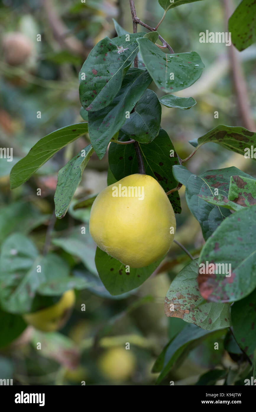 Cydonia oblonga . Quince Isfahan fruit on the tree Stock Photo