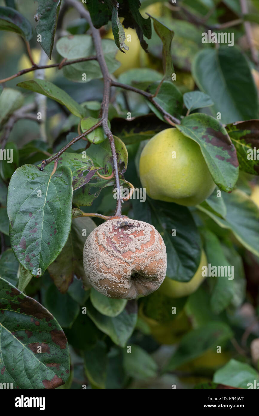 Cydonia oblonga . Quince 'Meeches Prolific' fruit with and without brown rot on the tree Stock Photo