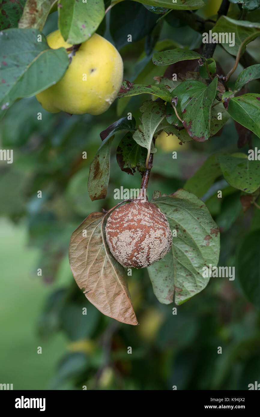Cydonia oblonga . Quince 'Meeches Prolific' fruit with and without brown rot on the tree Stock Photo
