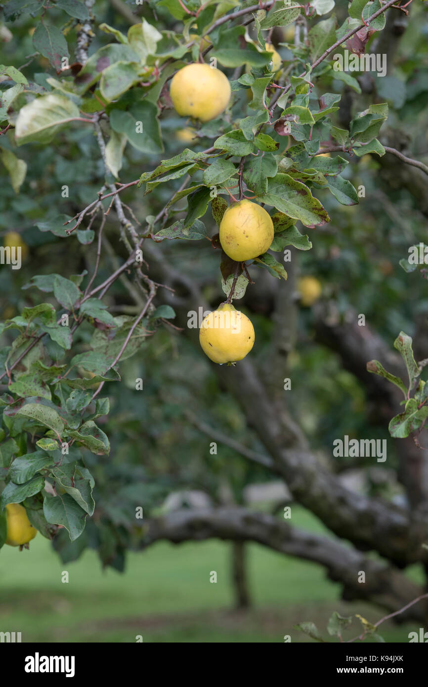 Cydonia oblonga . Quince Bereczki fruit on the tree Stock Photo