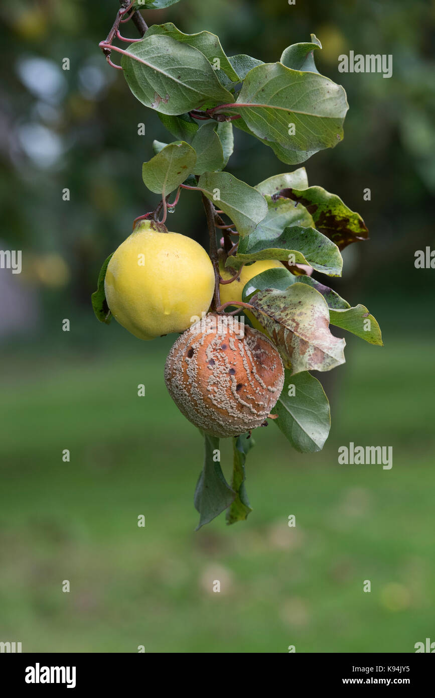 Cydonia oblonga . Quince Bereczki fruit with and without brown rot on the tree Stock Photo