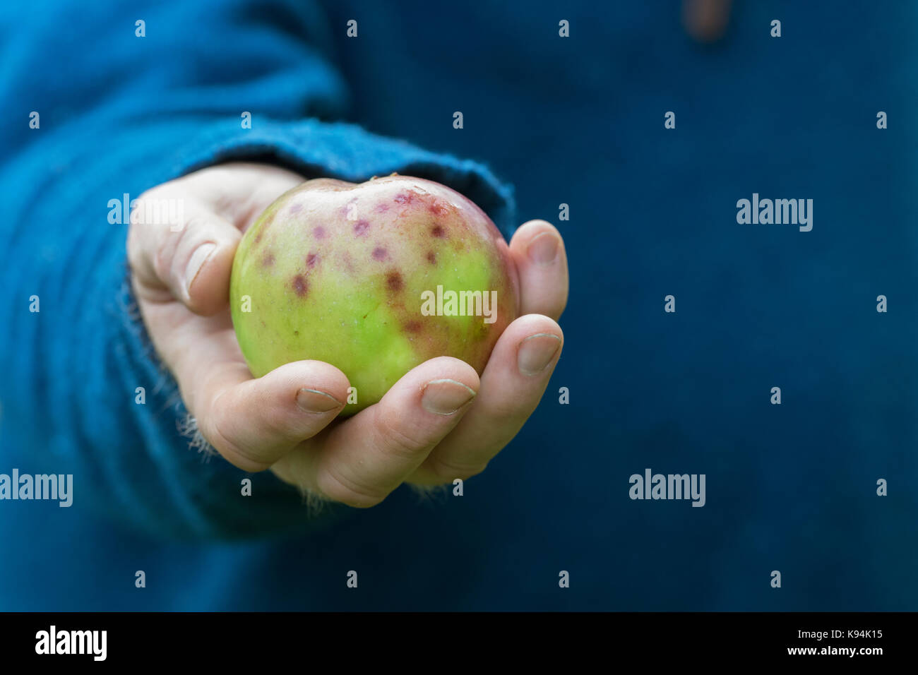 Malus domestica 'Anne elizabeth'. Gardener holding Apples with bitter pit disorder Stock Photo