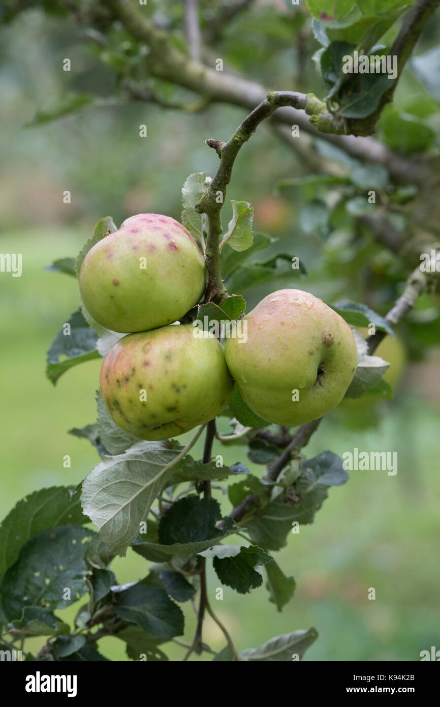 Malus domestica 'Anne elizabeth'. Apples with bitter pit disorder on the tree in autumn Stock Photo