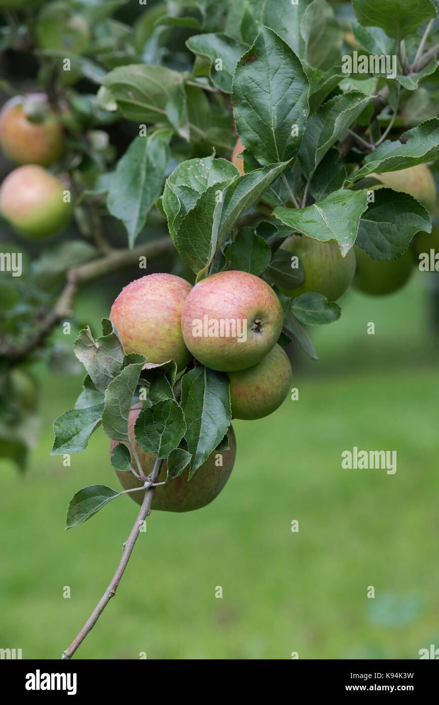 Malus domestica 'Belle de Boskoop'. Apple 'Belle de Boskoop'. Apples on the tree in autumn Stock Photo