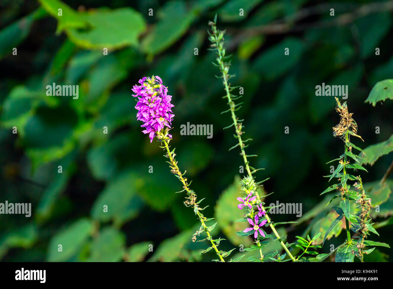 Best wild flower hi-res stock photography and images - Alamy