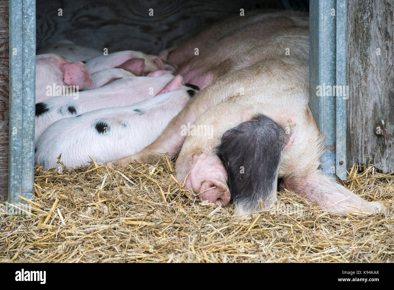 Sus scrofa domesticus. Gloucester old spot pig with piglets sleeping in a temporary pen at The Royal County of Berkshire show. Newbury, Berkshire. UK Stock Photo