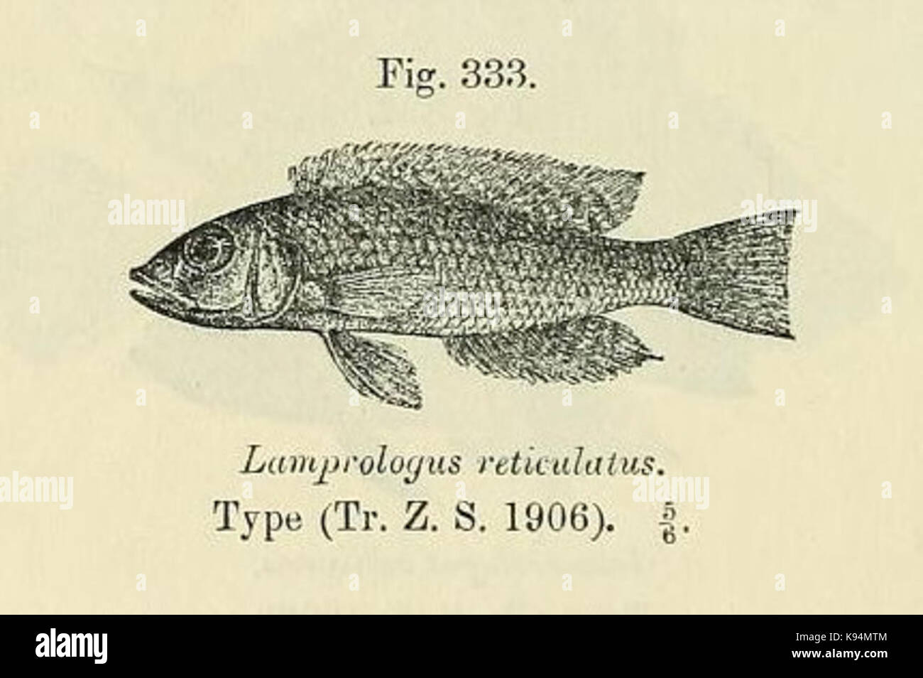 Lamprologus callipterus Stock Photo