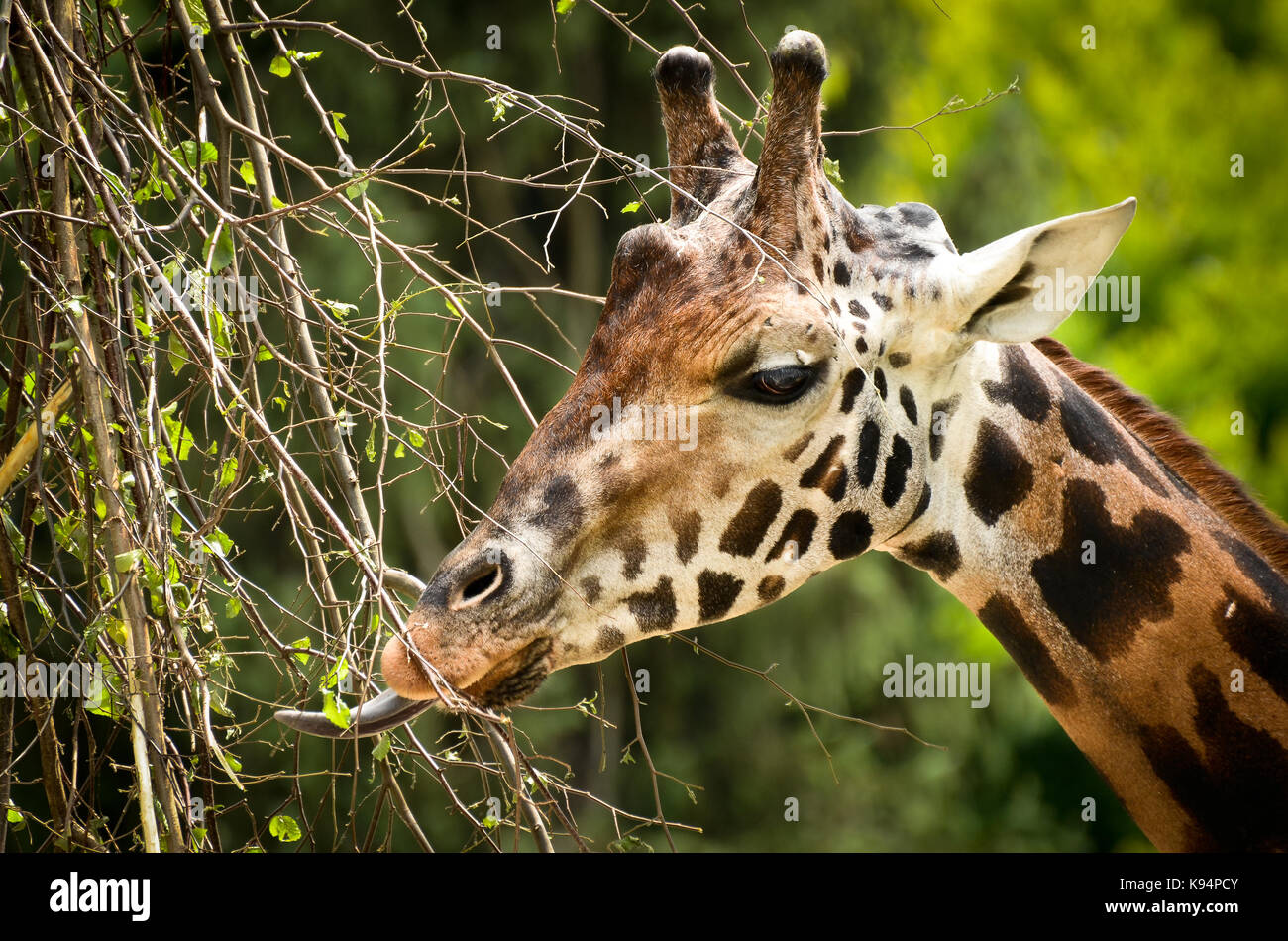 A Giraffe eating leaves Stock Photo Alamy