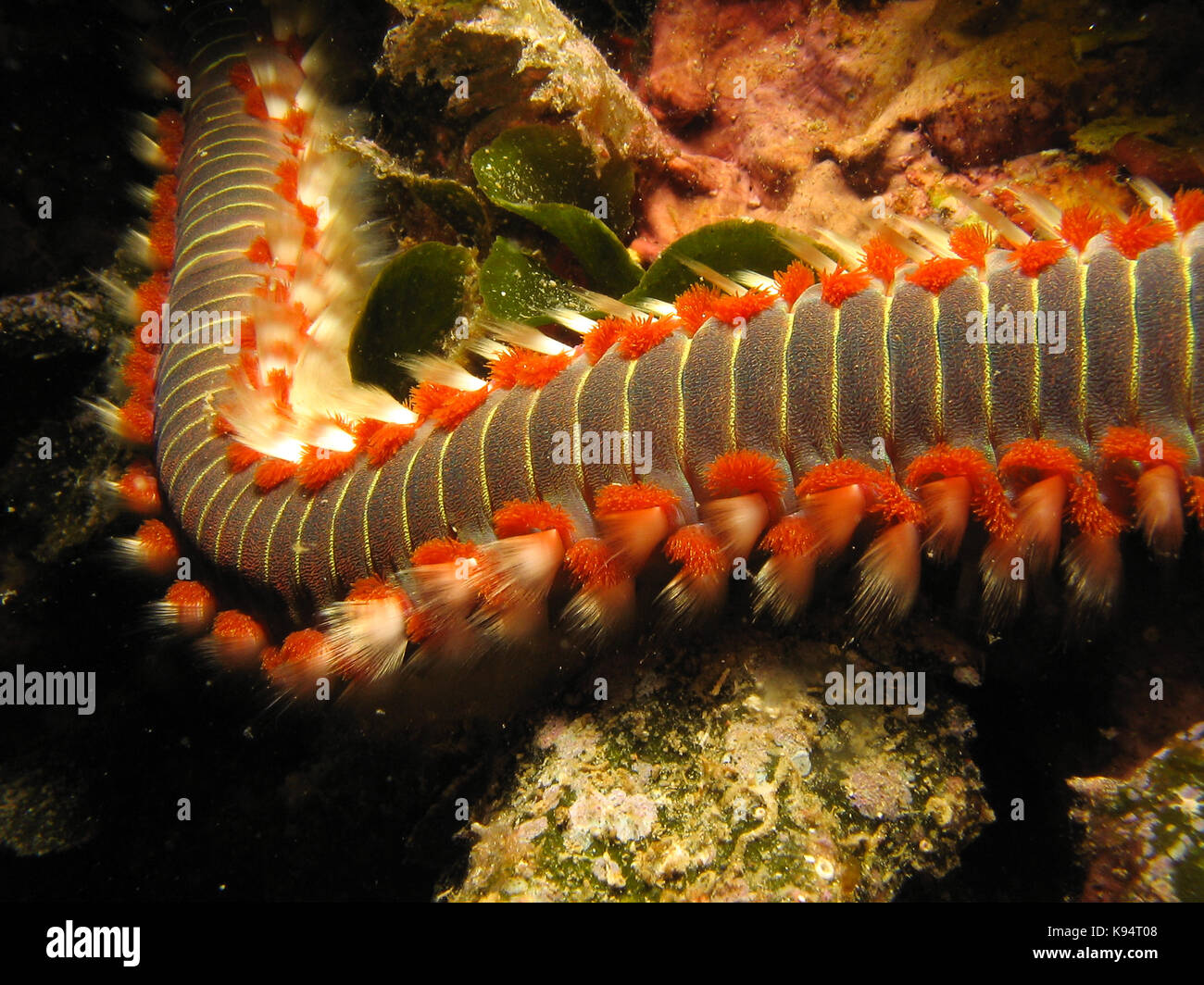 огненные черви валирии. огненный червь черный турция.