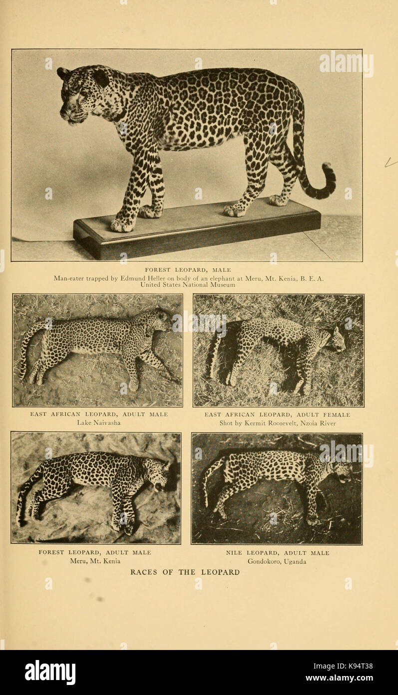 AFRICAN GAME ANIMALS LIST WITH PICTURES visual data 8