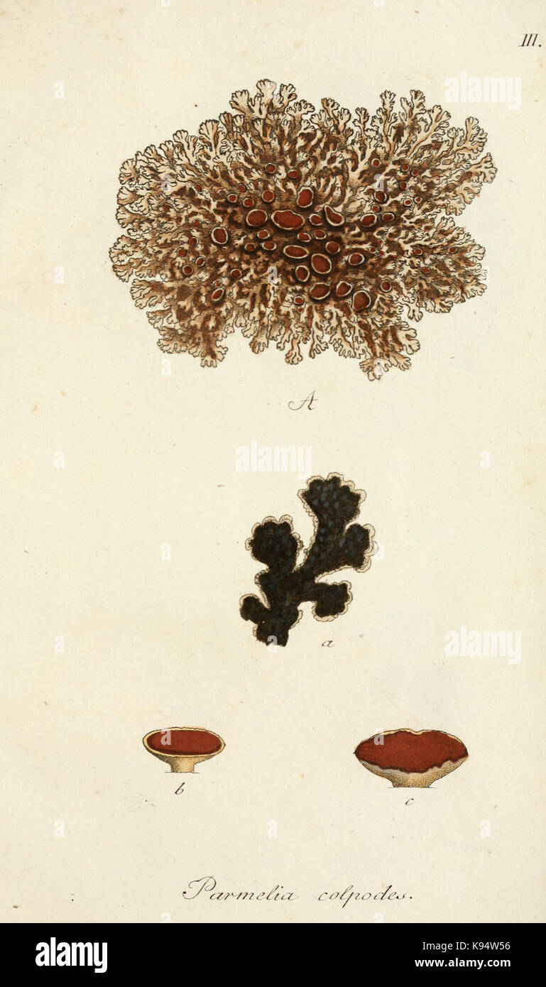 Lichenes Americani (6266359529) Stock Photo