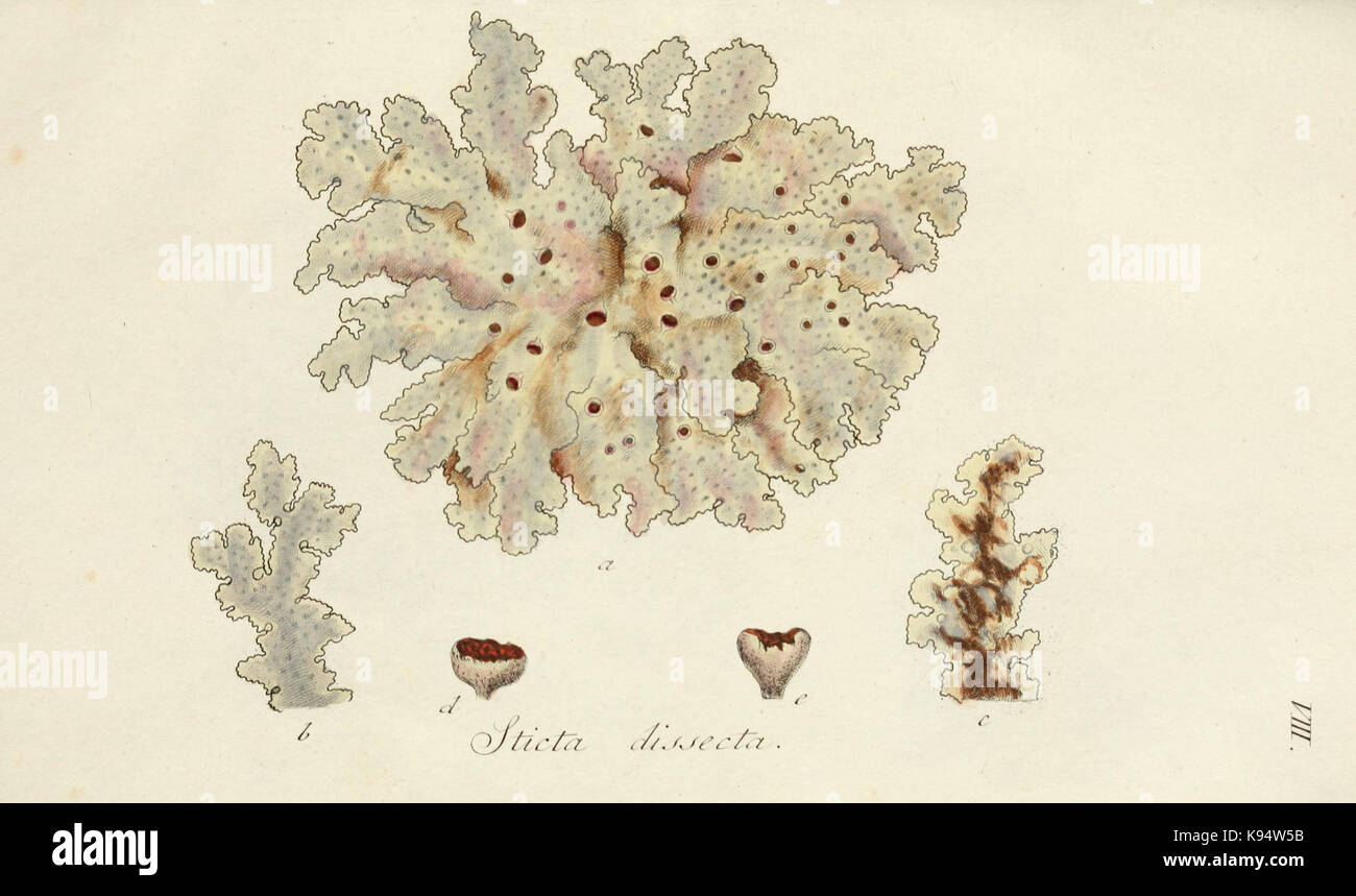 Lichenes Americani (6266888592) Stock Photo
