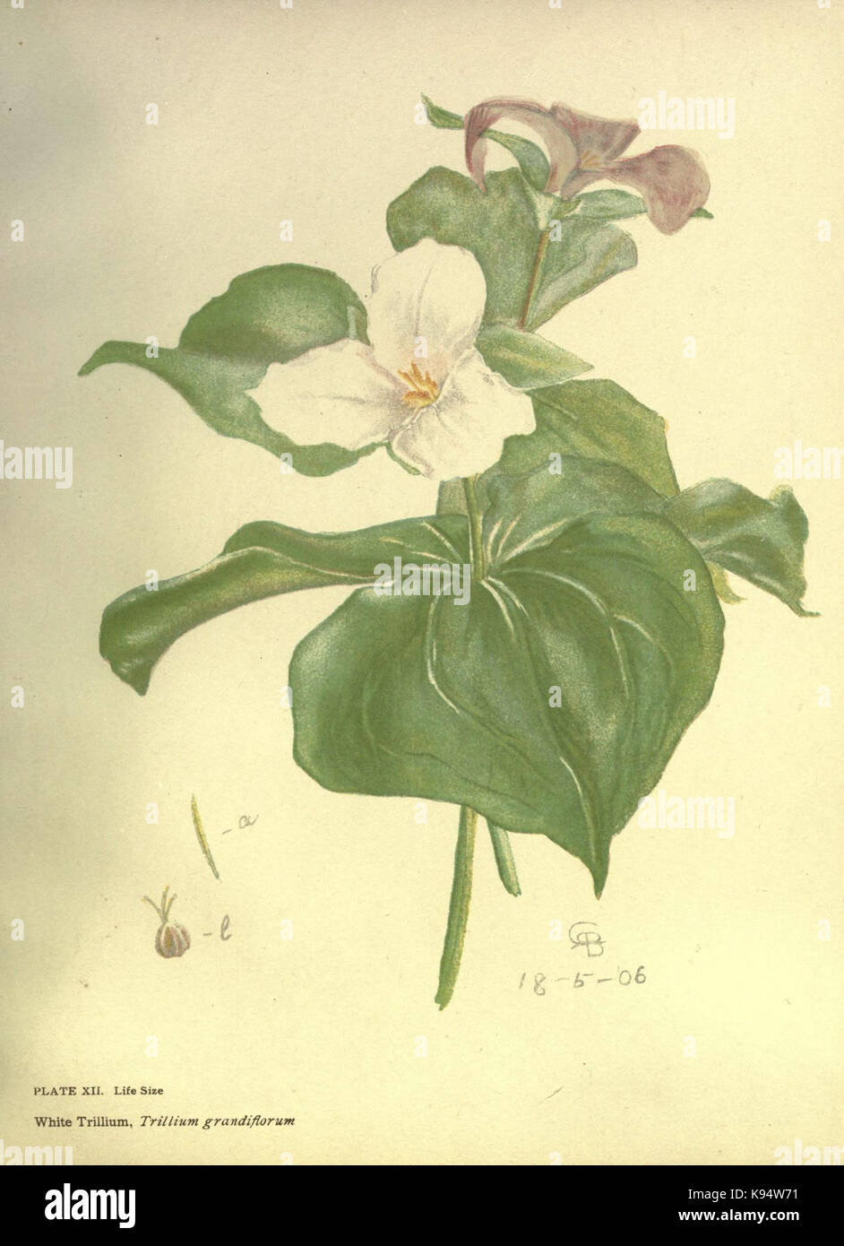Lilies and orchids (Plate XII) (6279929226) Stock Photo