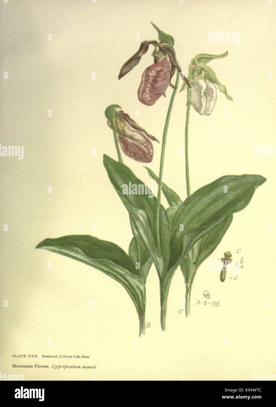 Lilies and orchids (Plate XXII) (6279930786) Stock Photo