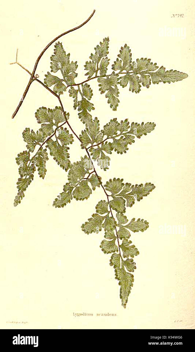 Lygodium microphyllum Link as Lygodium scandens (L.) Sw Stock Photo