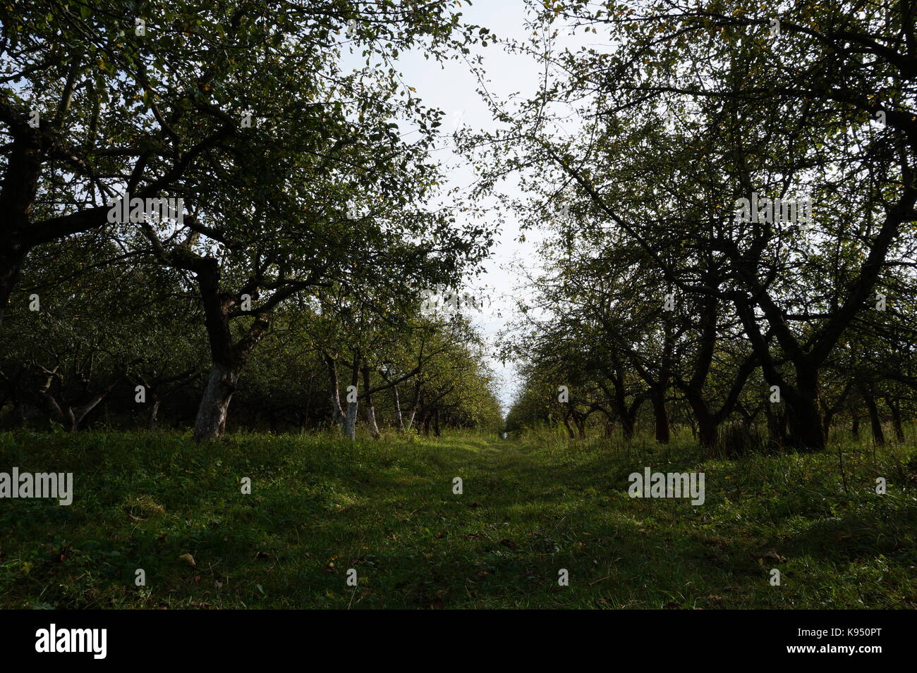 Vintage photo o old apple trees blooming garden Stock Photo Alamy