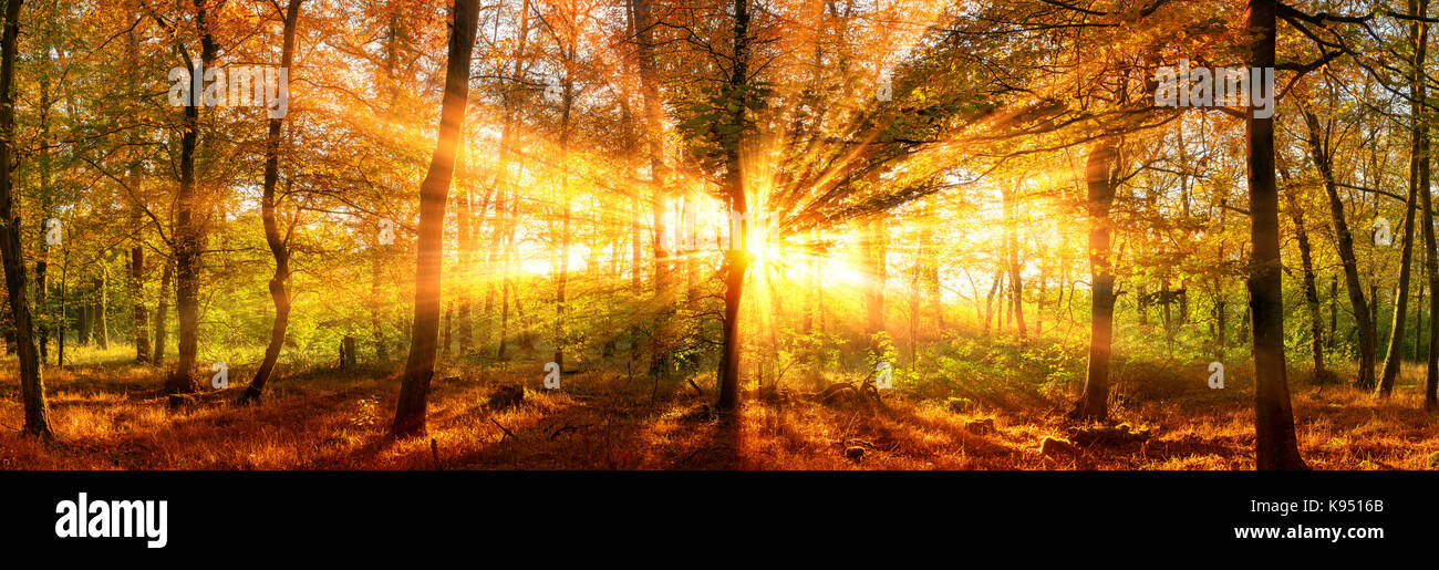 Autumn forest panoramic landscape shot with vivid gold sunrays falling through the trees Stock Photo