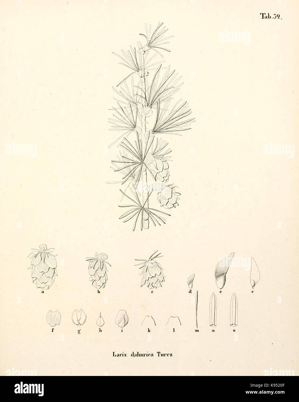Larix gmelinii (Rupr.) Kuzen. Stock Photo