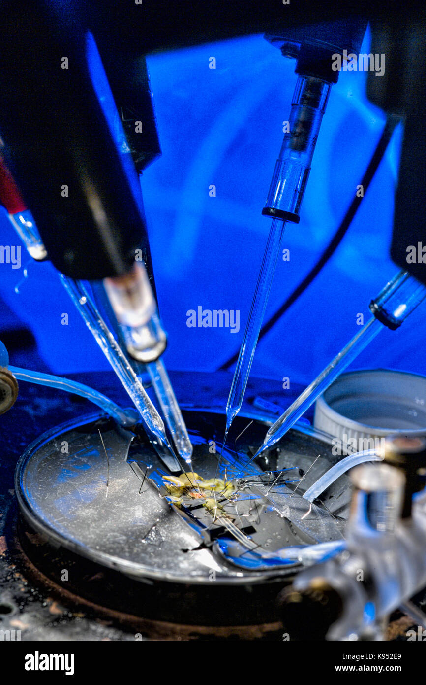 In vitro multielectrode intracellular array, recording signals from