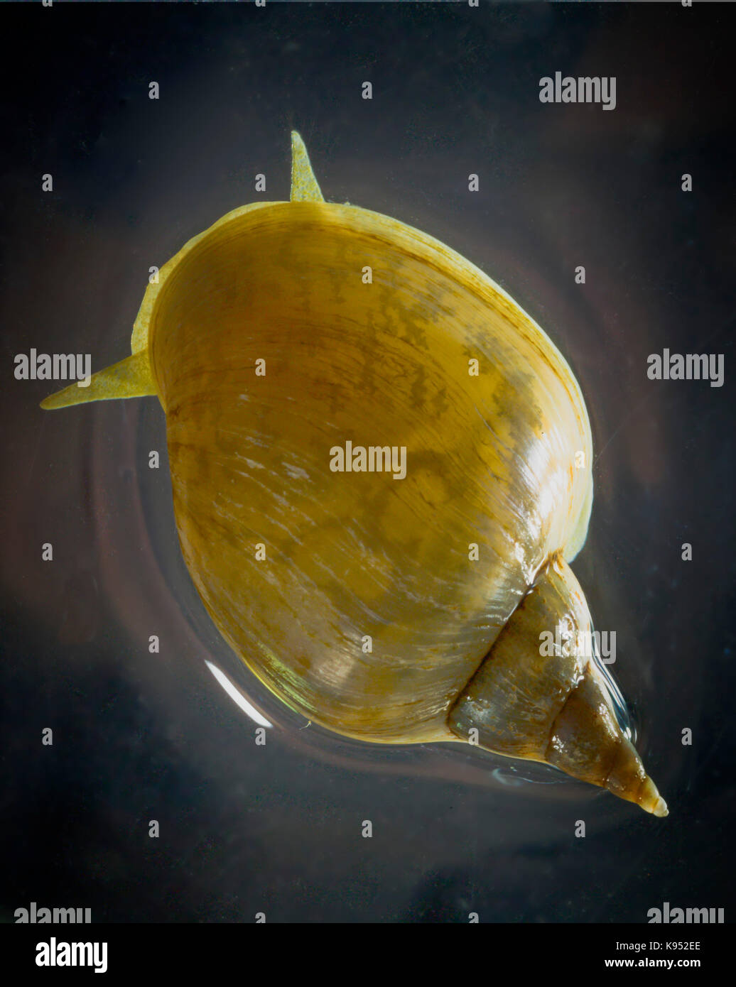 Upper view of a swimming Common Pond Snail (Lymnaea stagnalis). Stock Photo