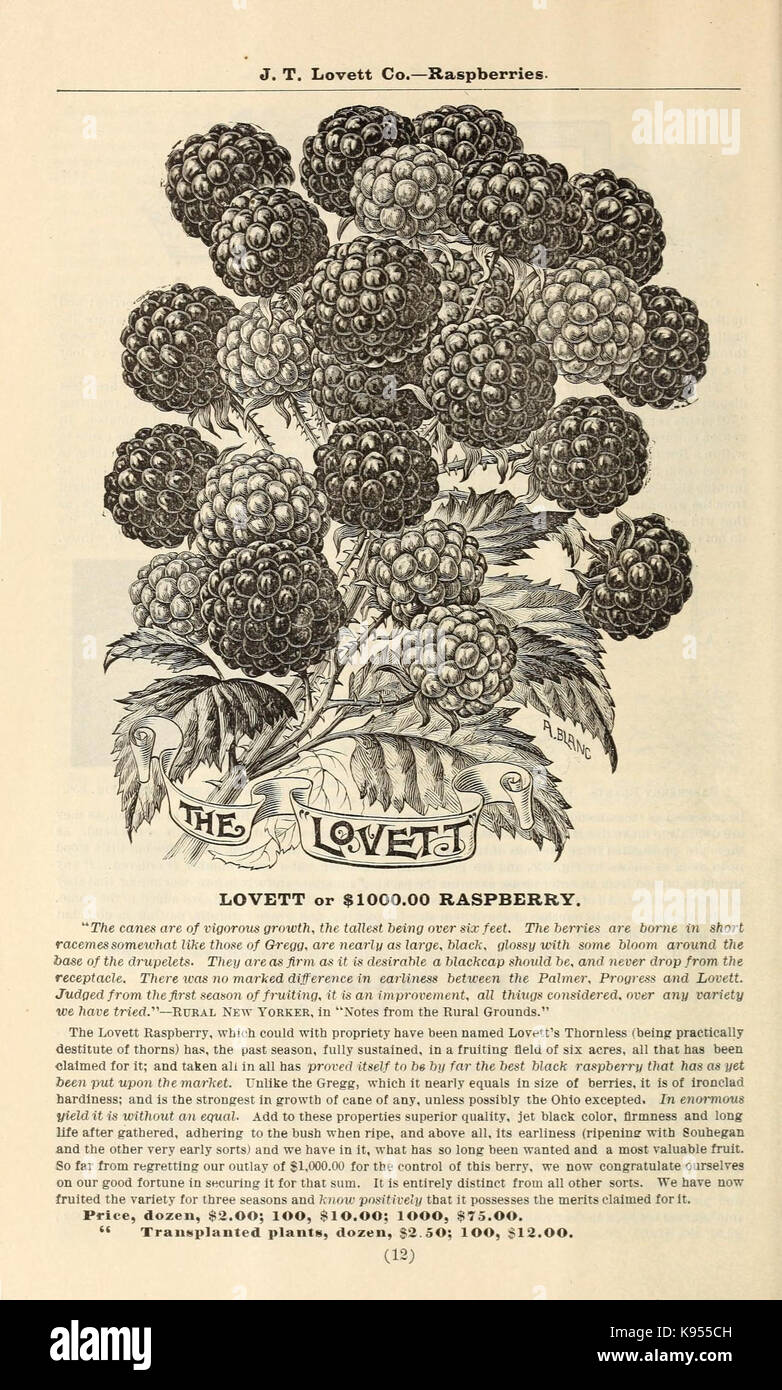 Lovett's illustrated catalogue of fruit and ornamental trees and plants for the autumn of 1891 (17002311465) Stock Photo