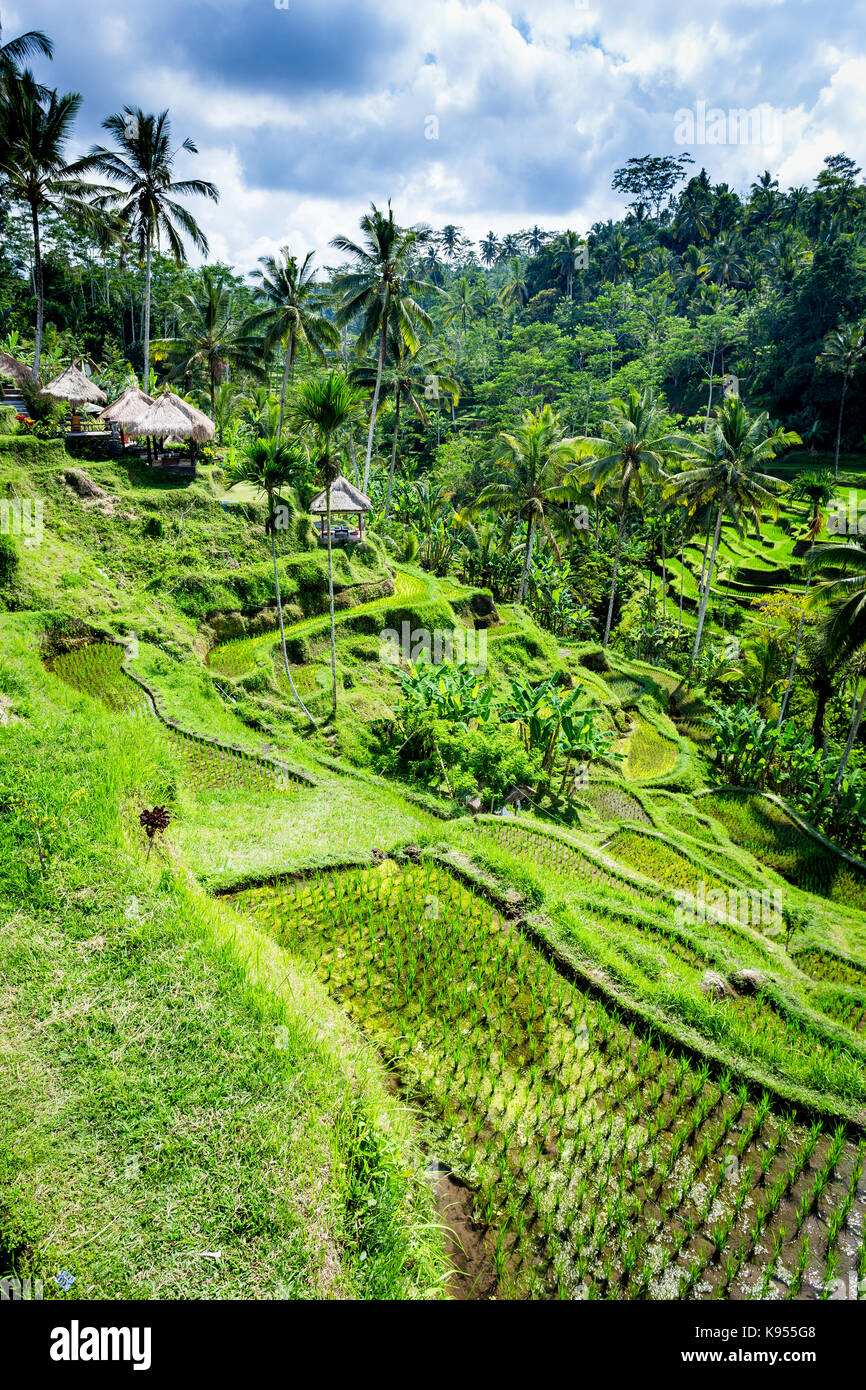 Rice filed and rice terrace on Bali, Indonesia Stock Photo - Alamy