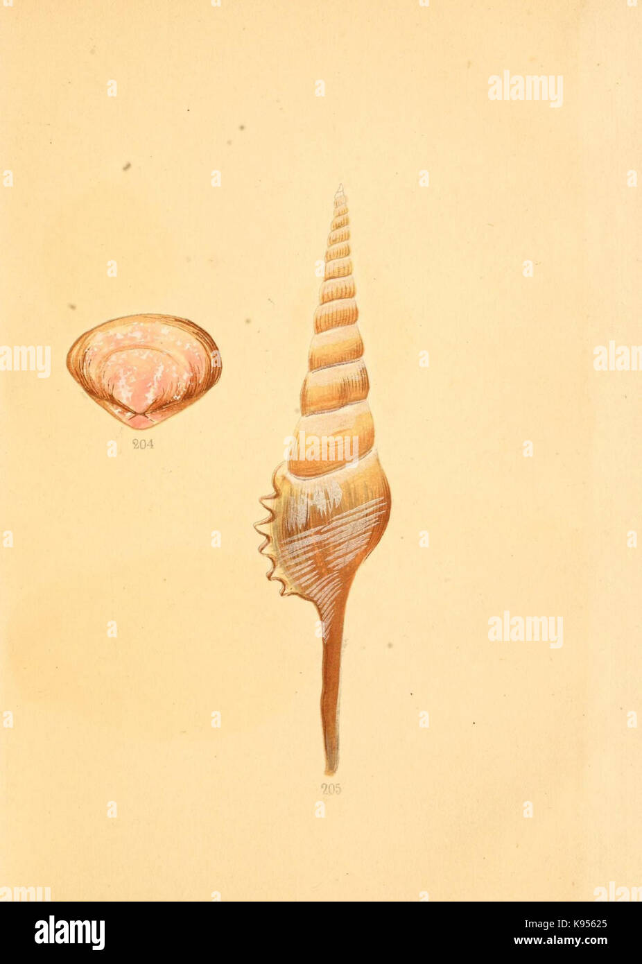 Pictorial marine studies hi-res stock photography and images - Alamy