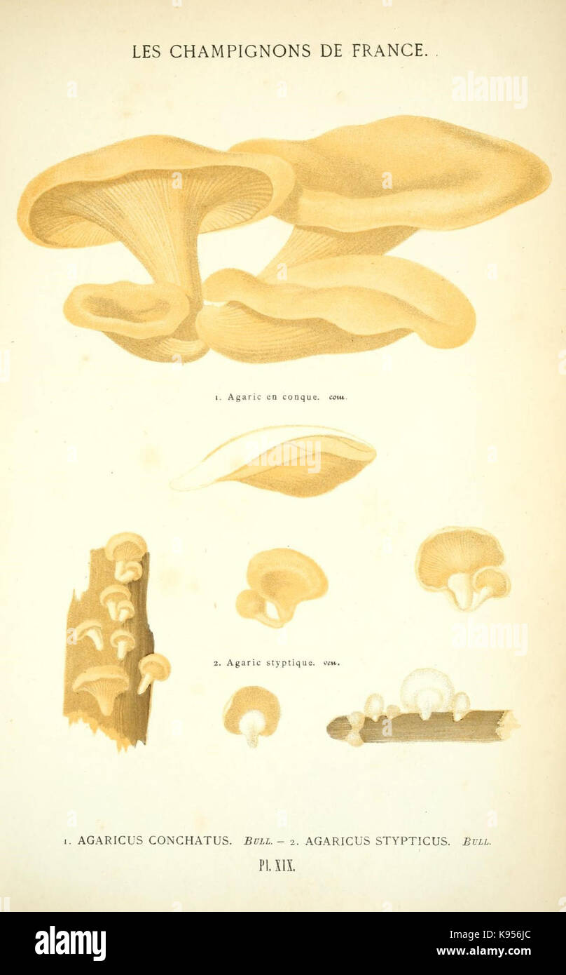 Les champignons de la France (Pl. XIX) (8559817312) Stock Photo