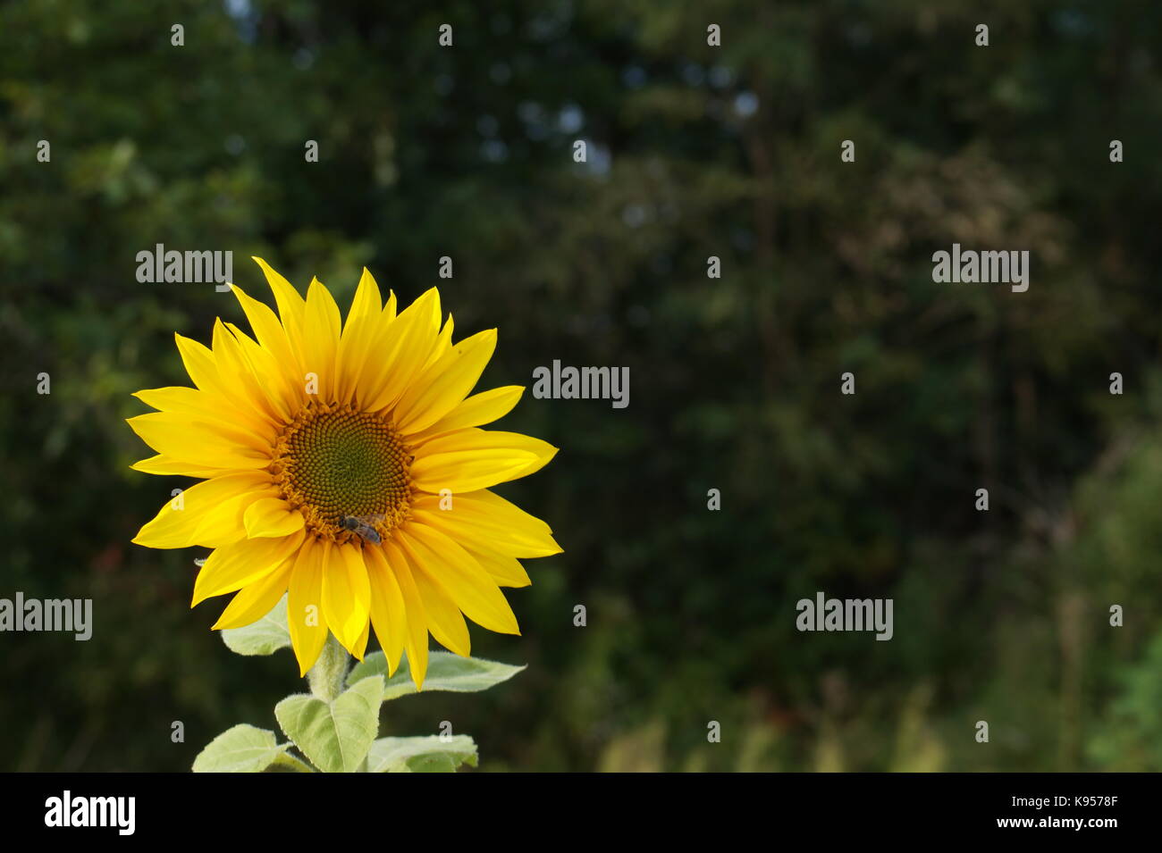 Honey bee collecting pollen from sunflower Stock Photo - Alamy