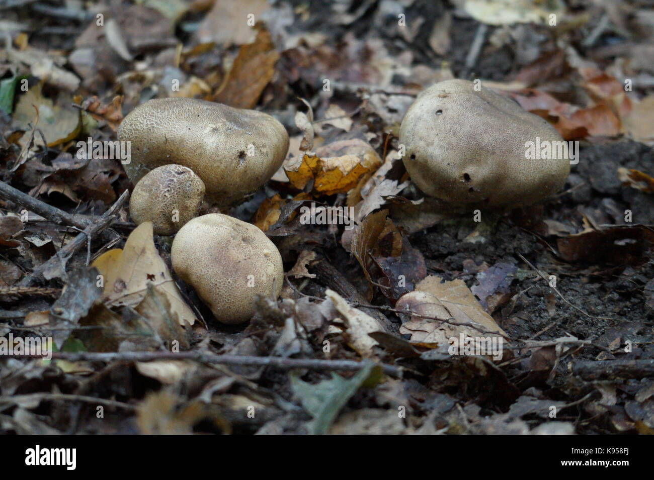 Mushroom in rainforest. Stock Photo