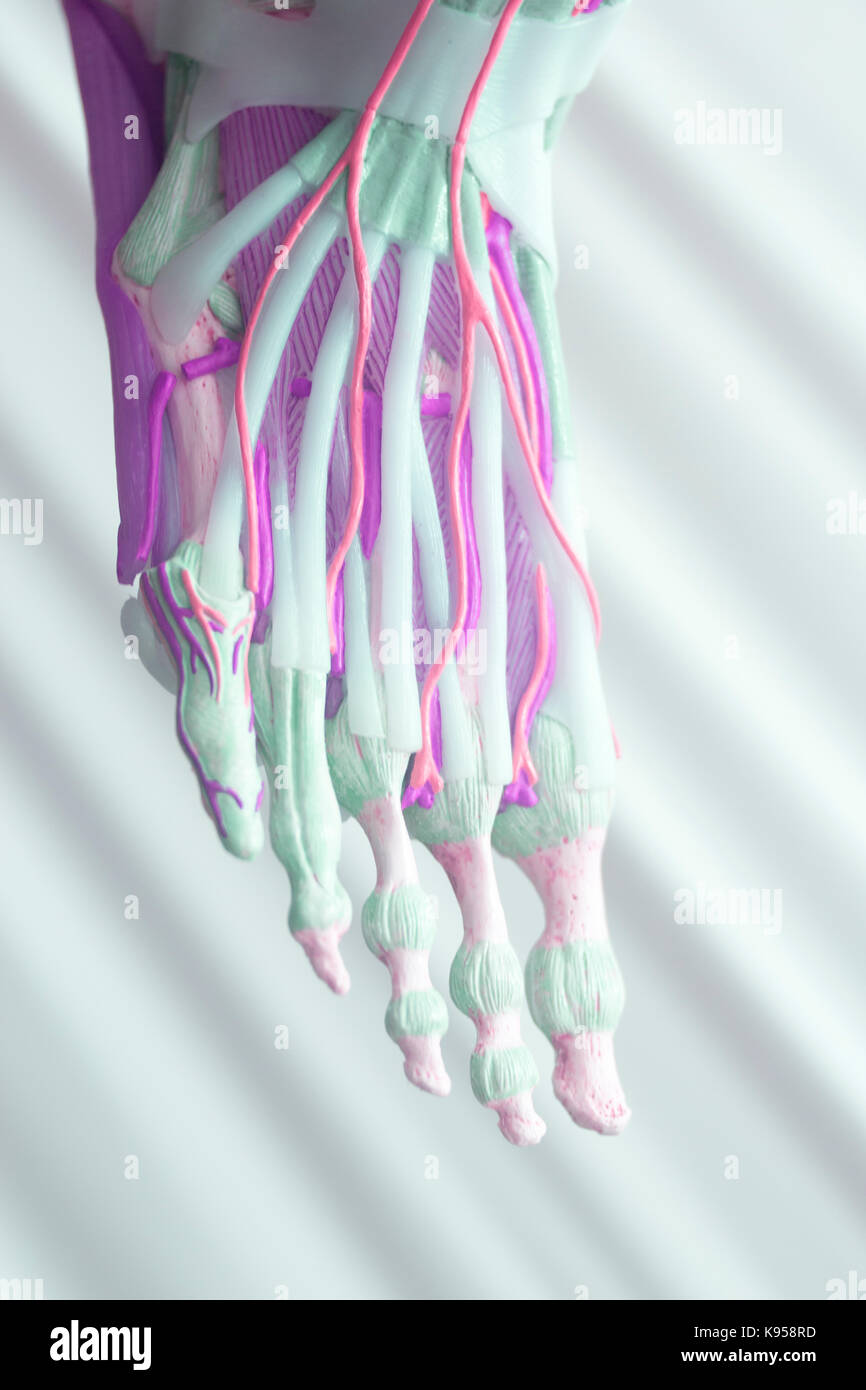 Human foot toes medical teaching model showing bones ligaments tendons