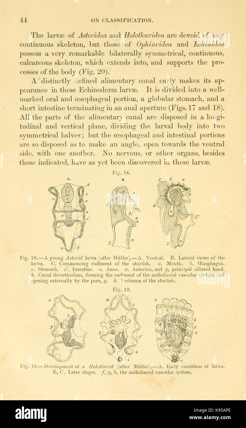Comparative human animal anatomy hi-res stock photography and images ...