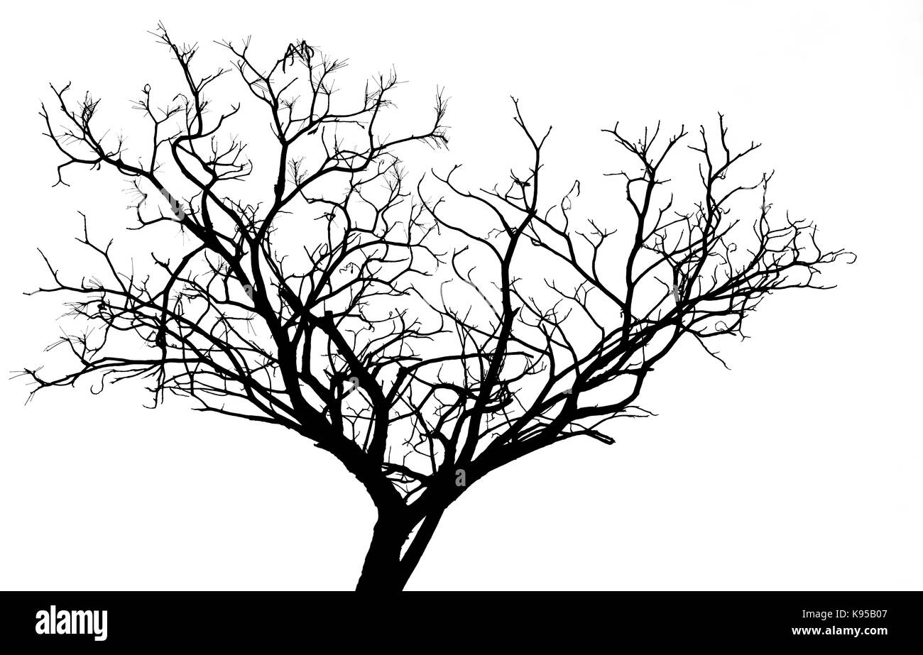 Silhouette dead tree isolated on white background for scary or death with clipping path. Stock Photo