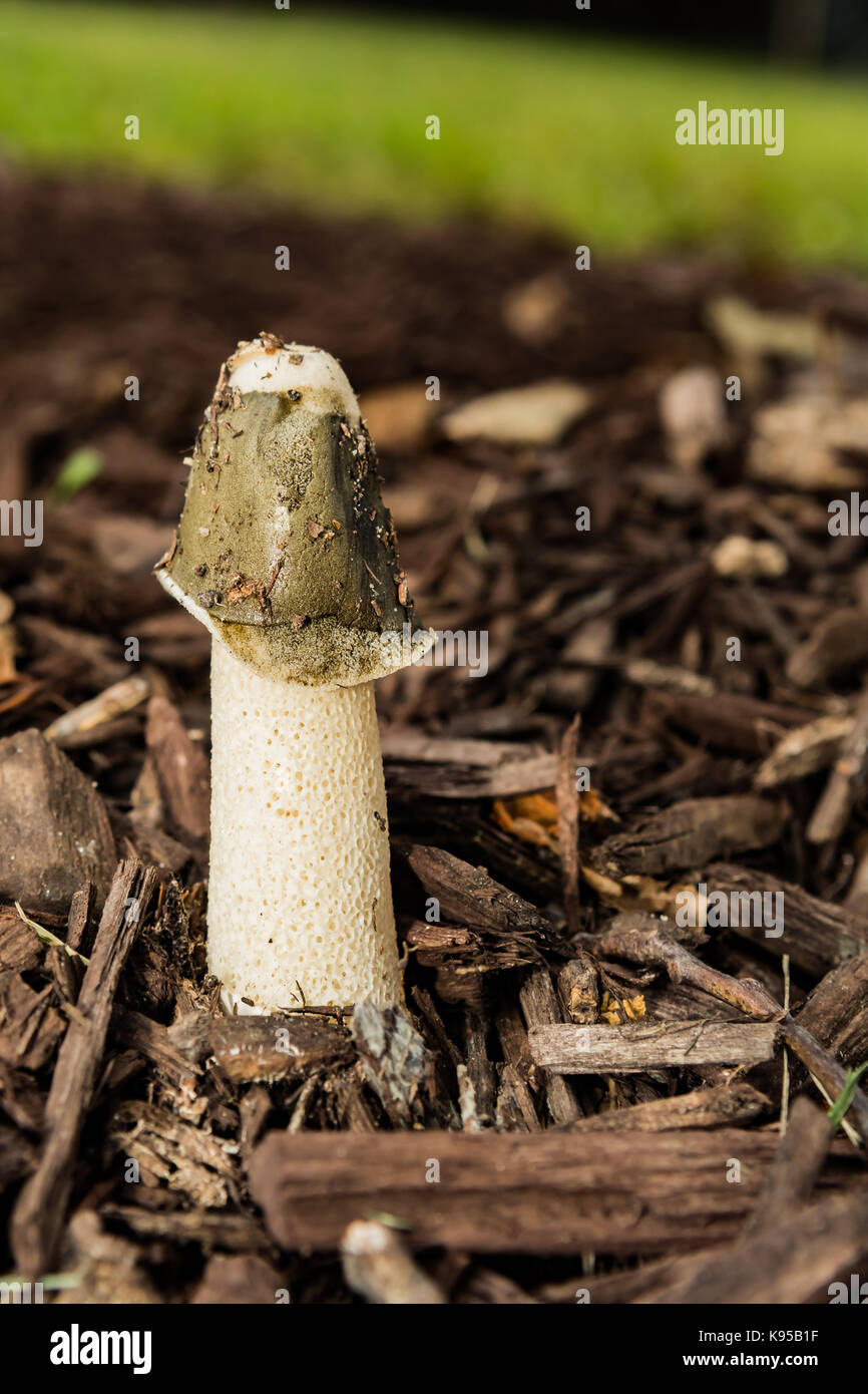 A Dog Stinkhorn Mushroom growing in mulch in the garden. Stock Photo