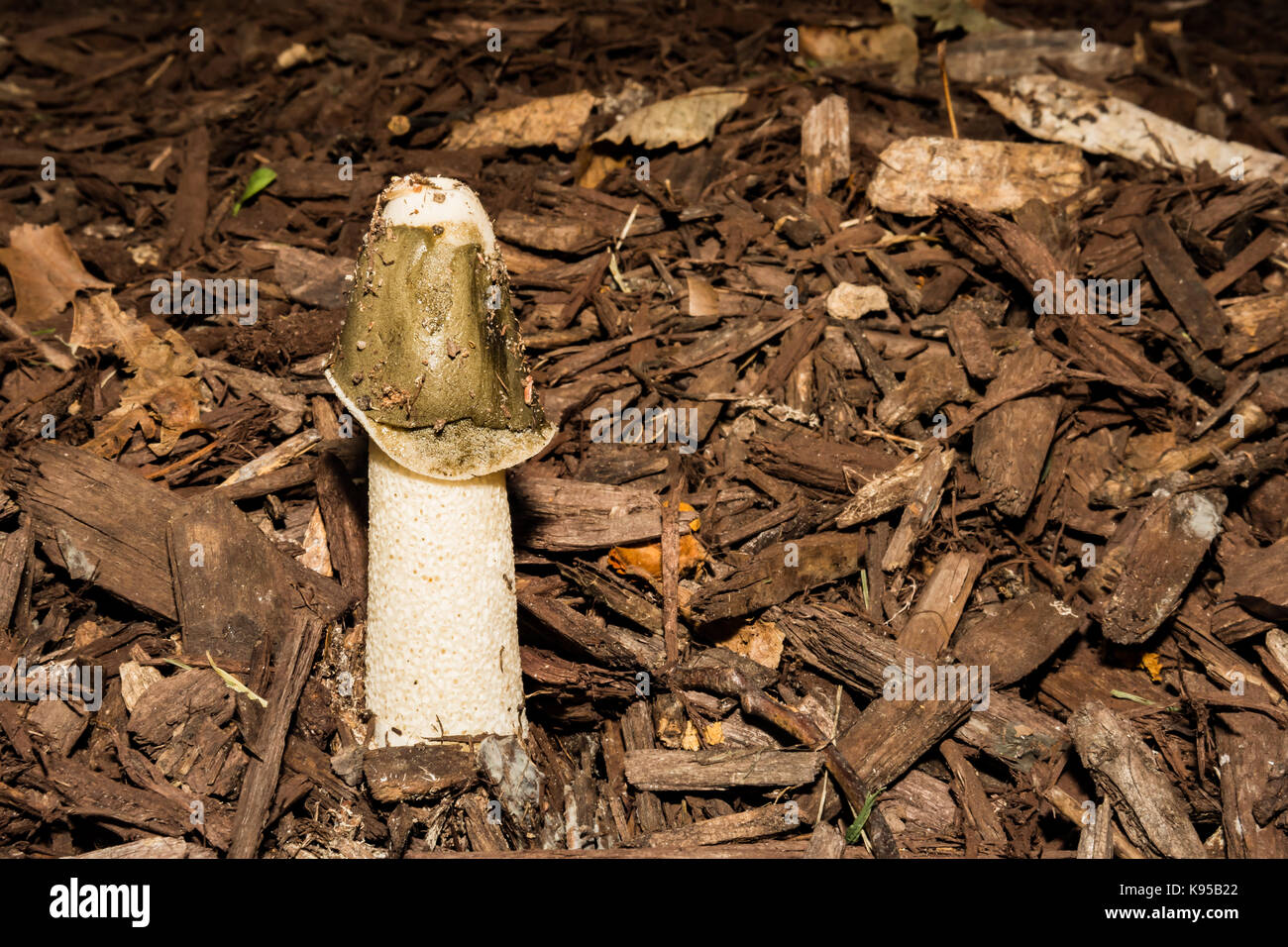 A Dog Stinkhorn Mushroom growing in mulch in the garden. Stock Photo