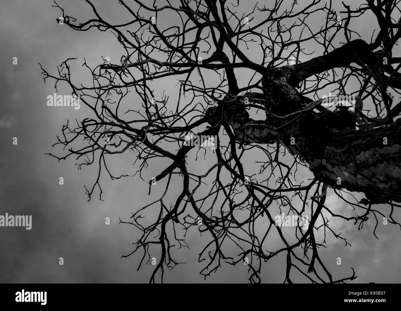Silhouette dead tree on dark sky background for scary or death Stock Photo
