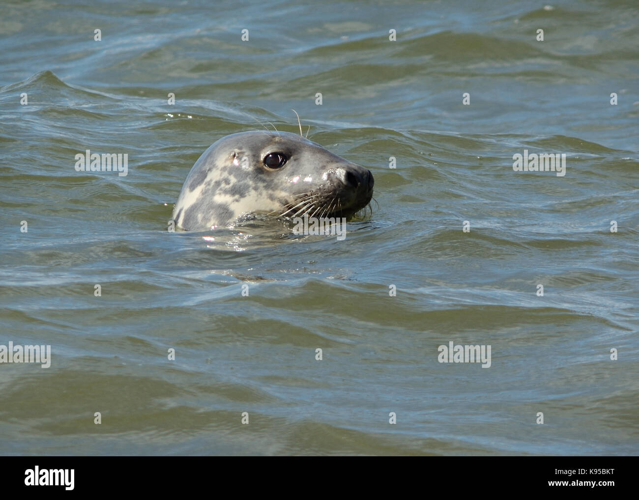 Portrait image of a Grey seal looking up out of the Irish sea off the coast of Hilbre Islands, Wirral. England. UK Stock Photo